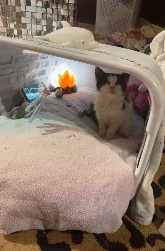 Donate to Pumpkin’s Vet Bills