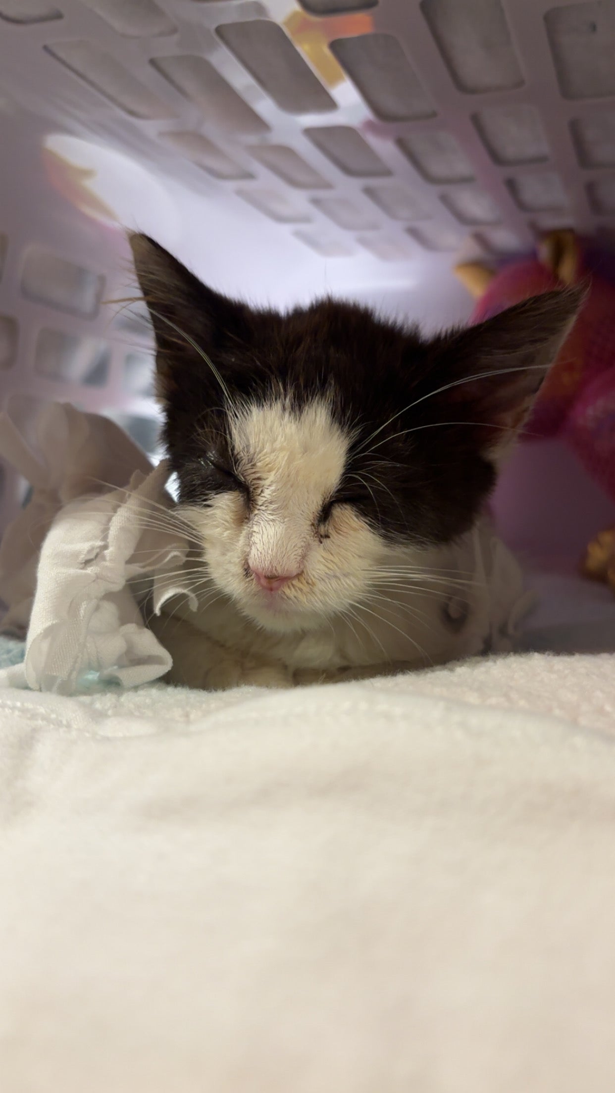 Donate to Pumpkin’s Vet Bills